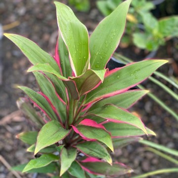 Cordyline Pink Edge